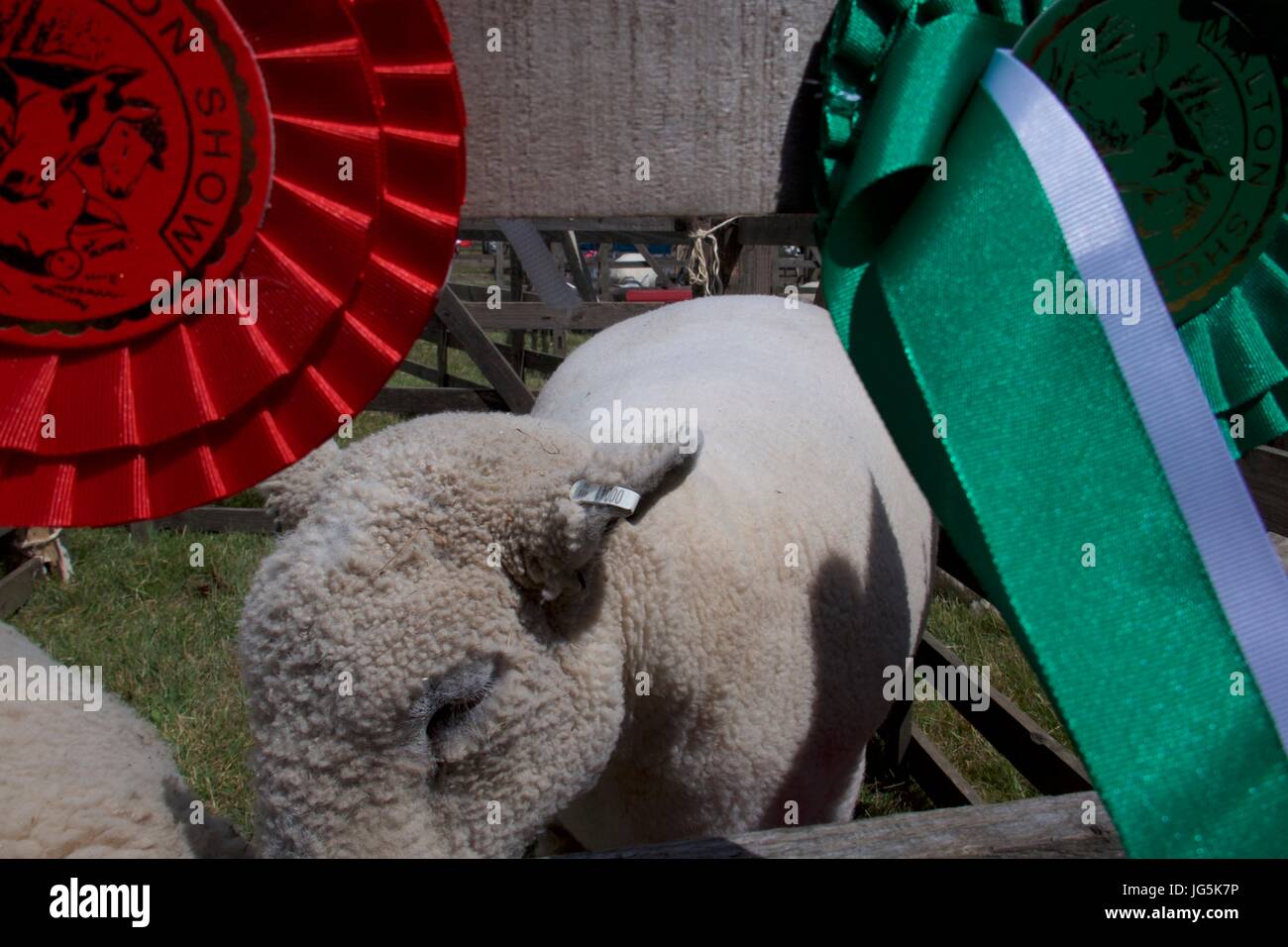 Premio ovini e red rosette sulla penna a Malton Visualizza, Malton, North Yorkshire, Regno Unito Foto Stock