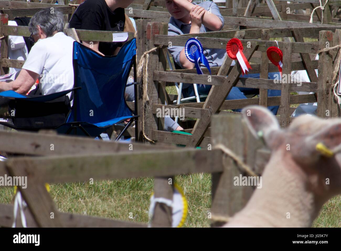 Ritagliato colpo di ovini in pecore pen a Malton Visualizza, Malton, North Yorkshire, Regno Unito Foto Stock