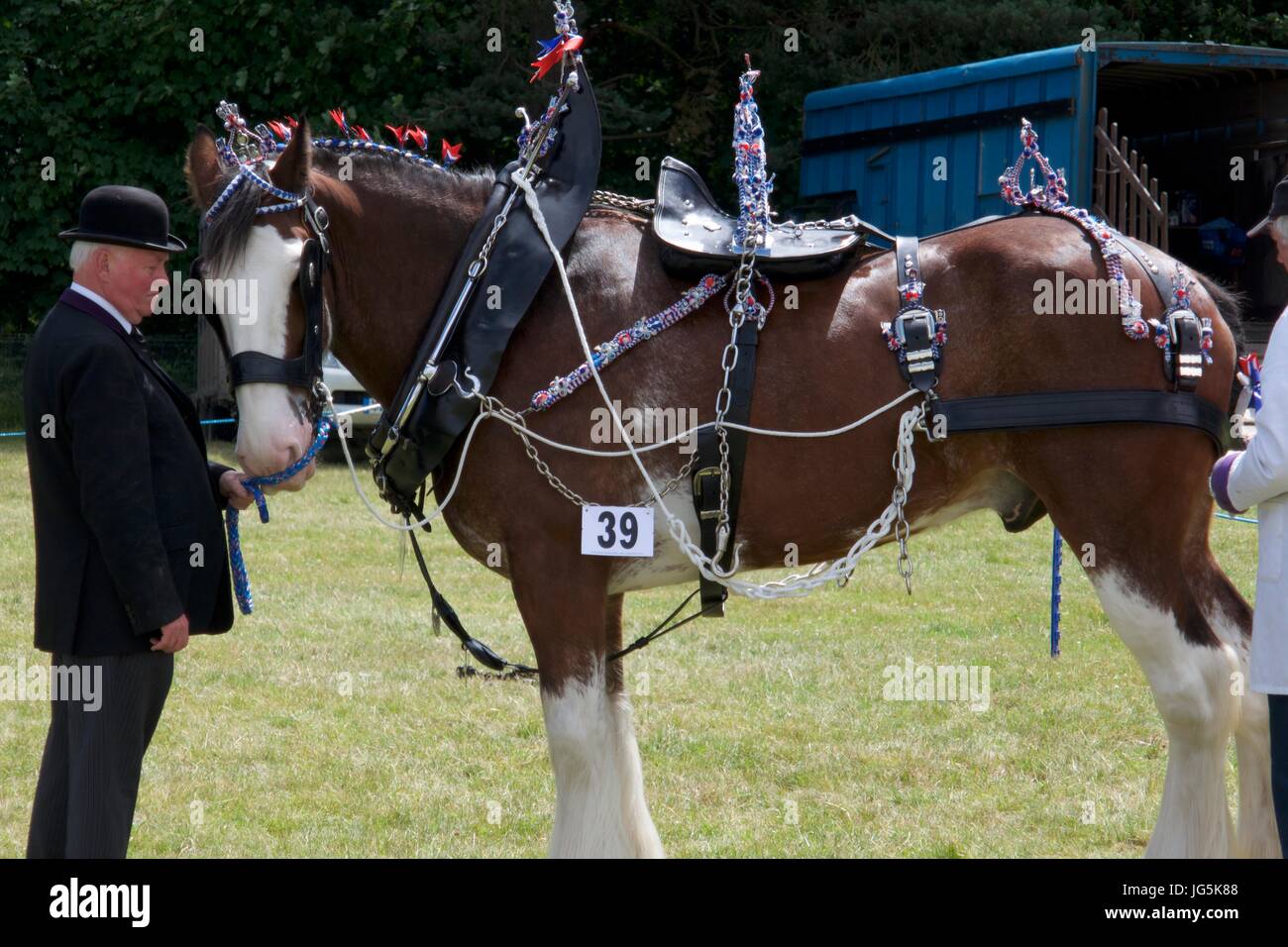 Shire cavallo essendo giudicato a Malton Visualizza, Malton, North Yorkshire, Regno Unito Foto Stock