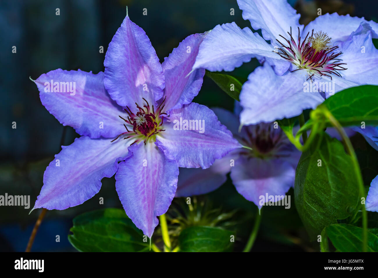 Close up viola la clematide Jackmanii paesaggio di fiori Foto Stock