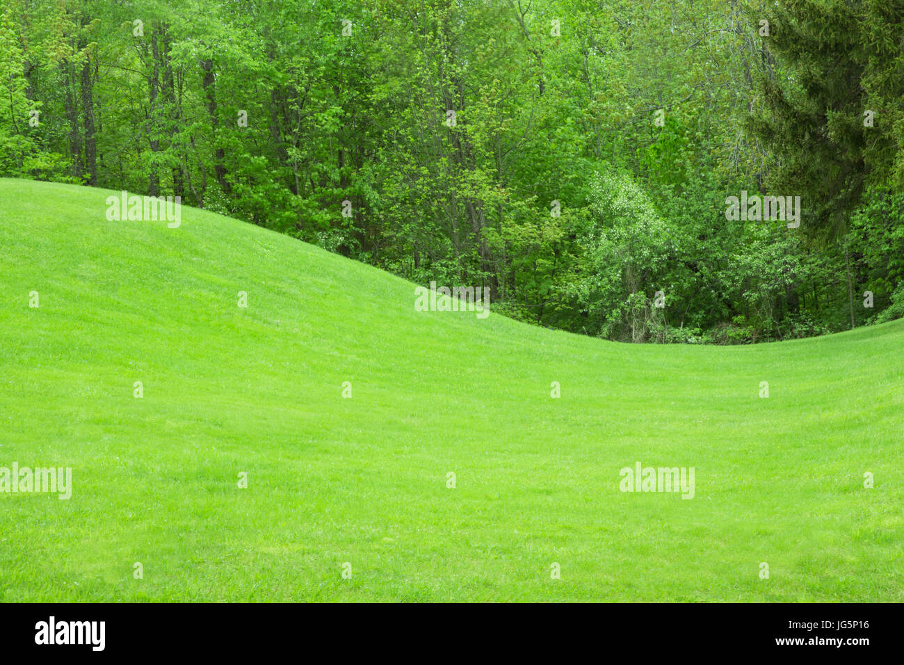 Campo di erba con laminazione collina verde e alberi Foto Stock