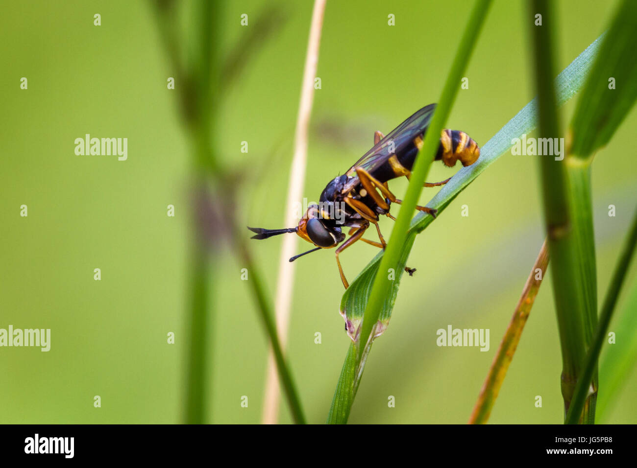 Regno Unito Fauna selvatica: una vespa mimic, Conops quadrifasciatus è un parassitoide volare le cui larve sono parassiti interni di bombi, West Yorkshire, Inghilterra, Regno Unito Foto Stock