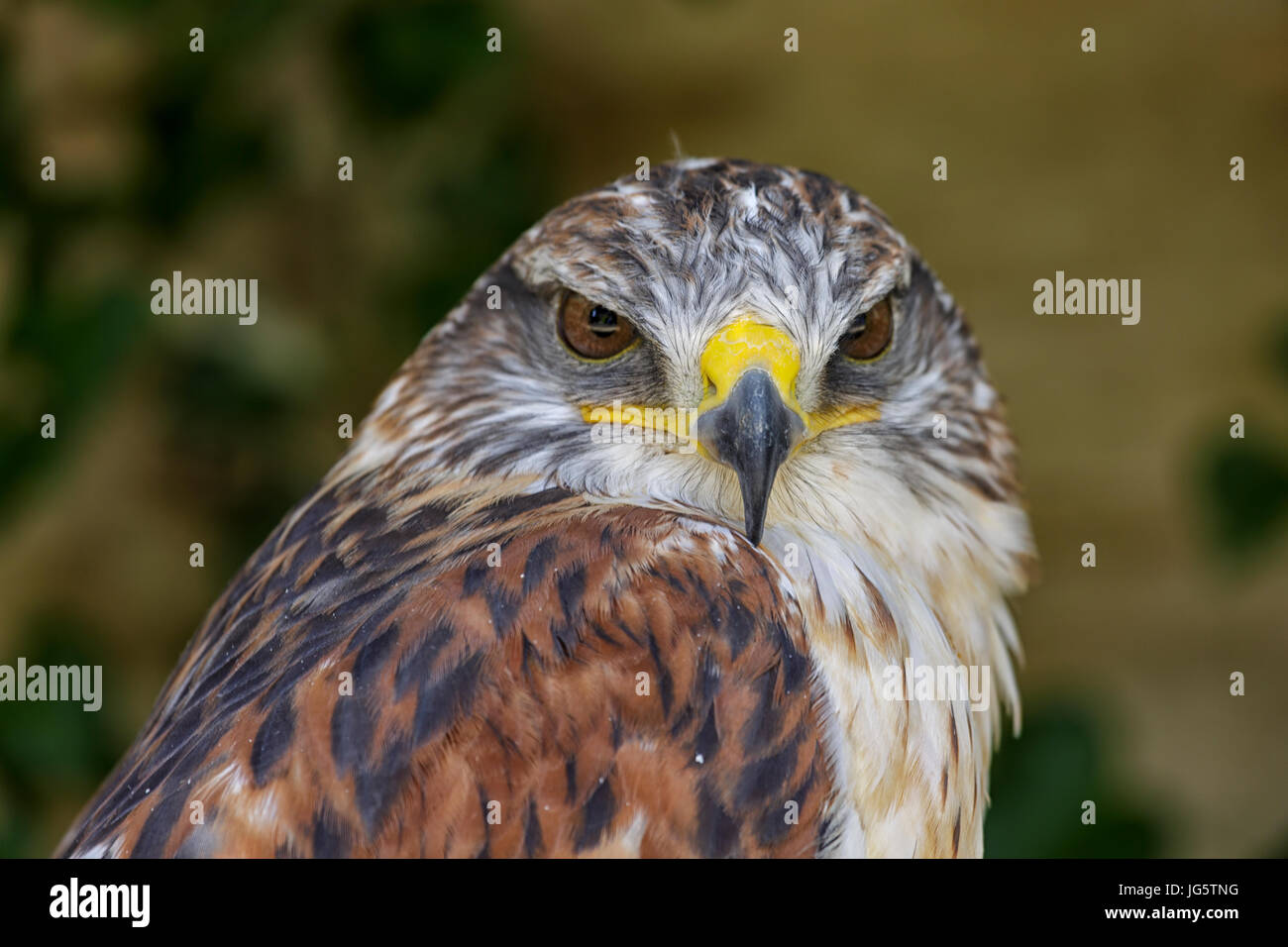 Falco ferruginosa Foto Stock