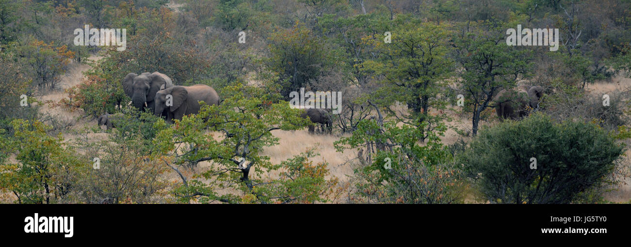Una famiglia di elefanti viaggiare attraverso la boccola e lo scrubbing in Tuli Wilderness area sud-orientale della Botswana Foto Stock