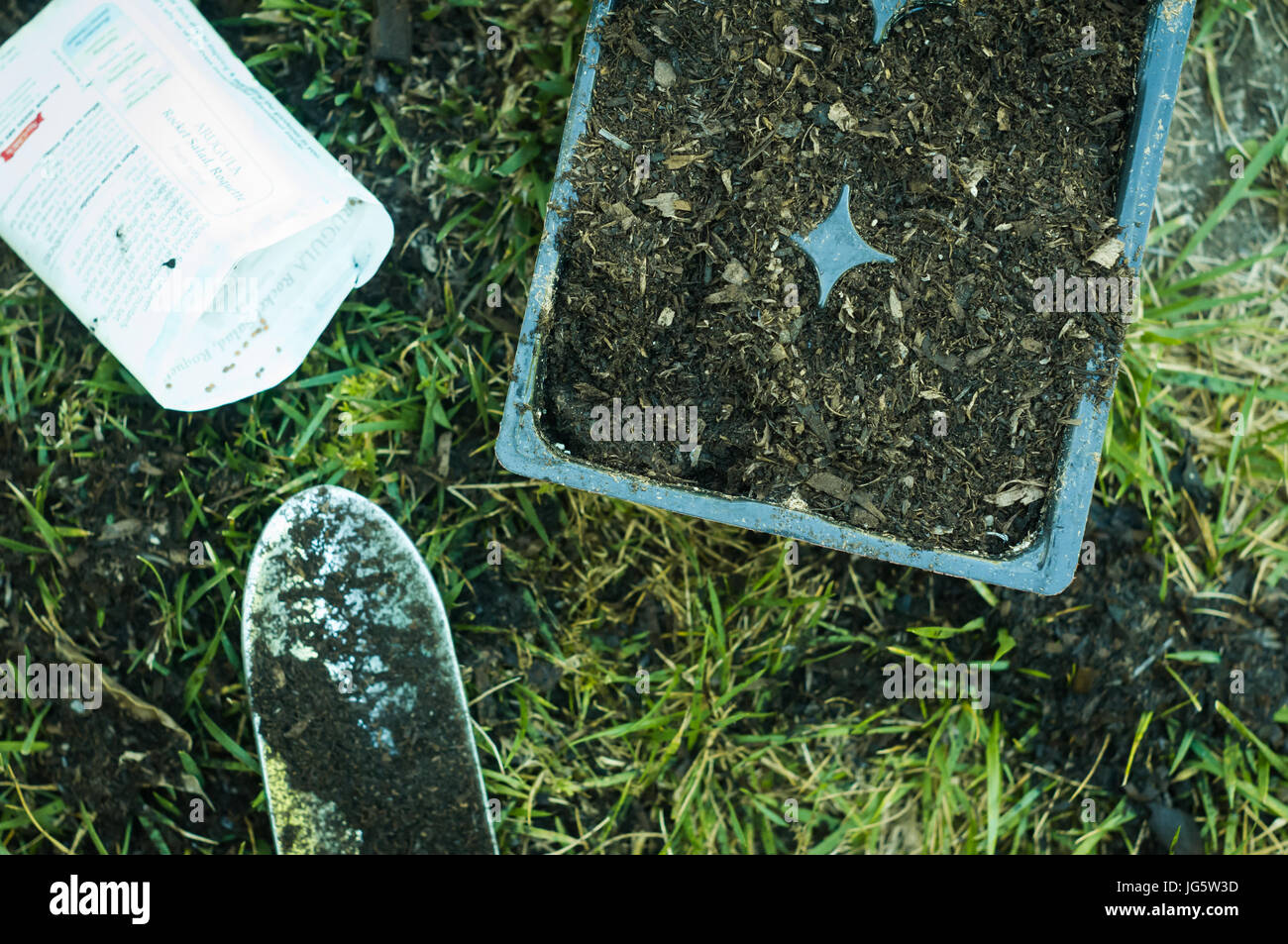 Piantare la rucola (razzo) semi in una piantina il vassoio nel giardino sul retro Foto Stock