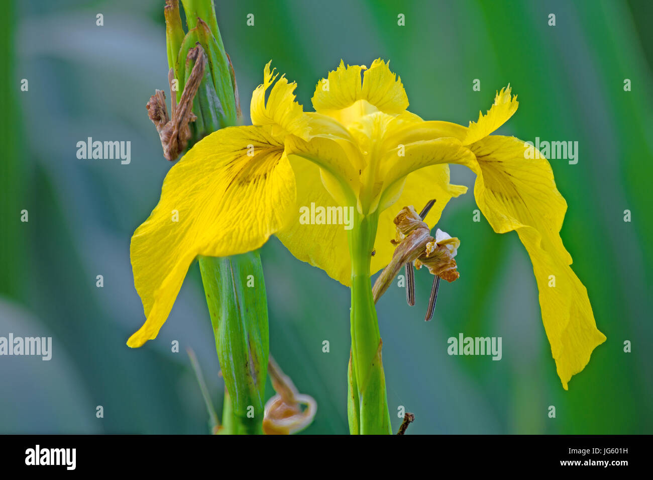 Iris gialla fiore che sboccia in estate Foto Stock