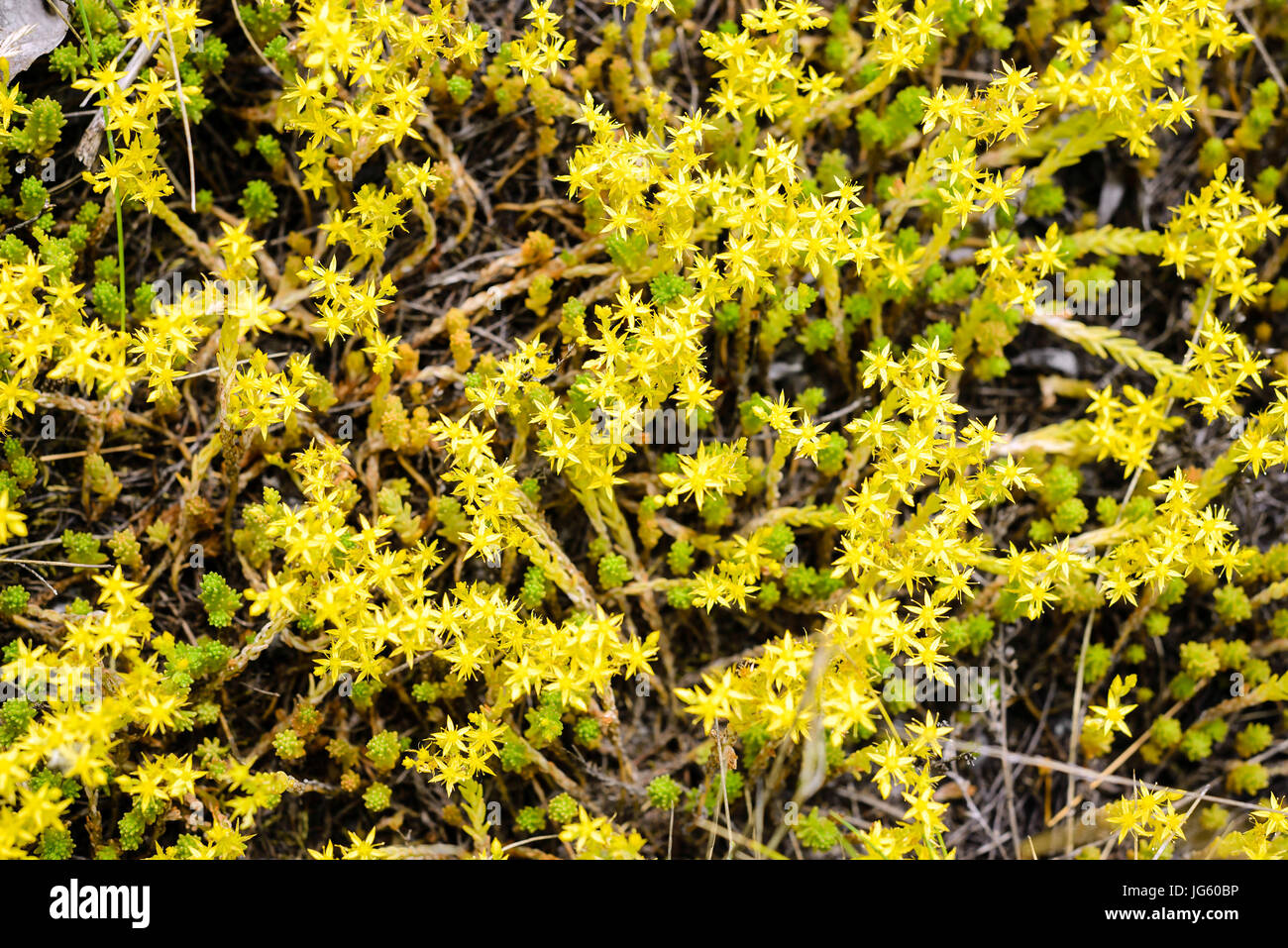 Il Sedum acre, comunemente noto come goldmoss stonecrop, mossy stonecrop, goldmoss sedum, mordere stonecrop e wallpepper, è una pianta perenne fioritura Foto Stock