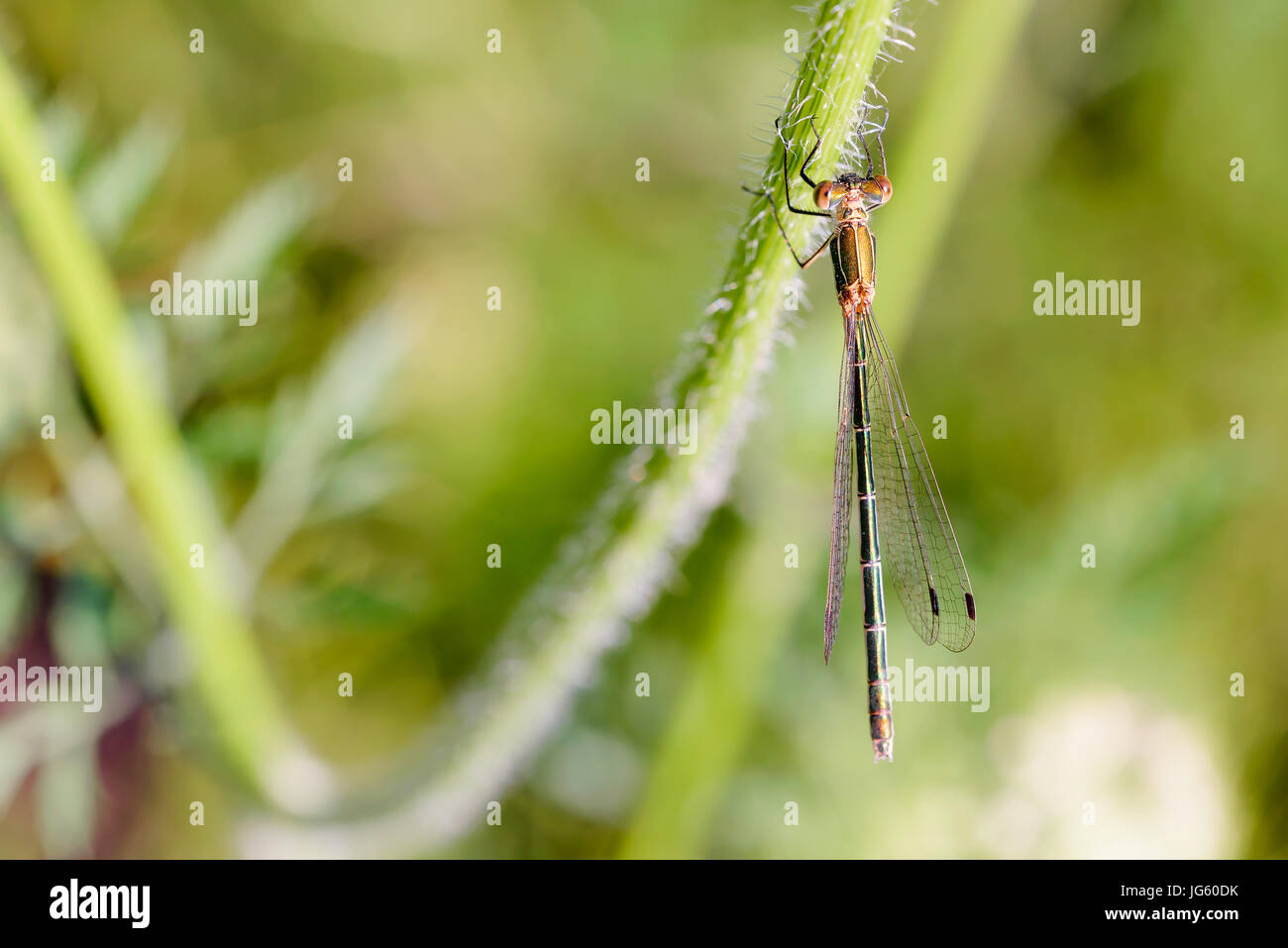 Femmina di un chiamato damselfly Lestes sponsa, noto anche come damselfly smeraldo o spreadwing comune, sullo stelo di una Daucus carota fiore Foto Stock