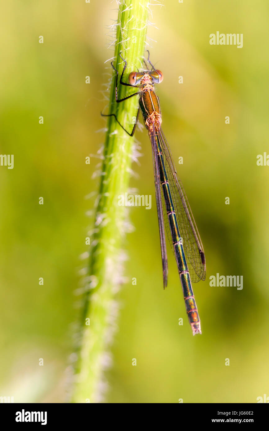 Femmina di un chiamato damselfly Lestes sponsa, noto anche come damselfly smeraldo o spreadwing comune, sullo stelo di una Daucus carota fiore Foto Stock