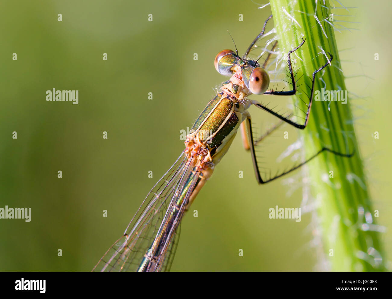 Femmina di un chiamato damselfly Lestes sponsa, noto anche come damselfly smeraldo o spreadwing comune, sullo stelo di una Daucus carota fiore Foto Stock