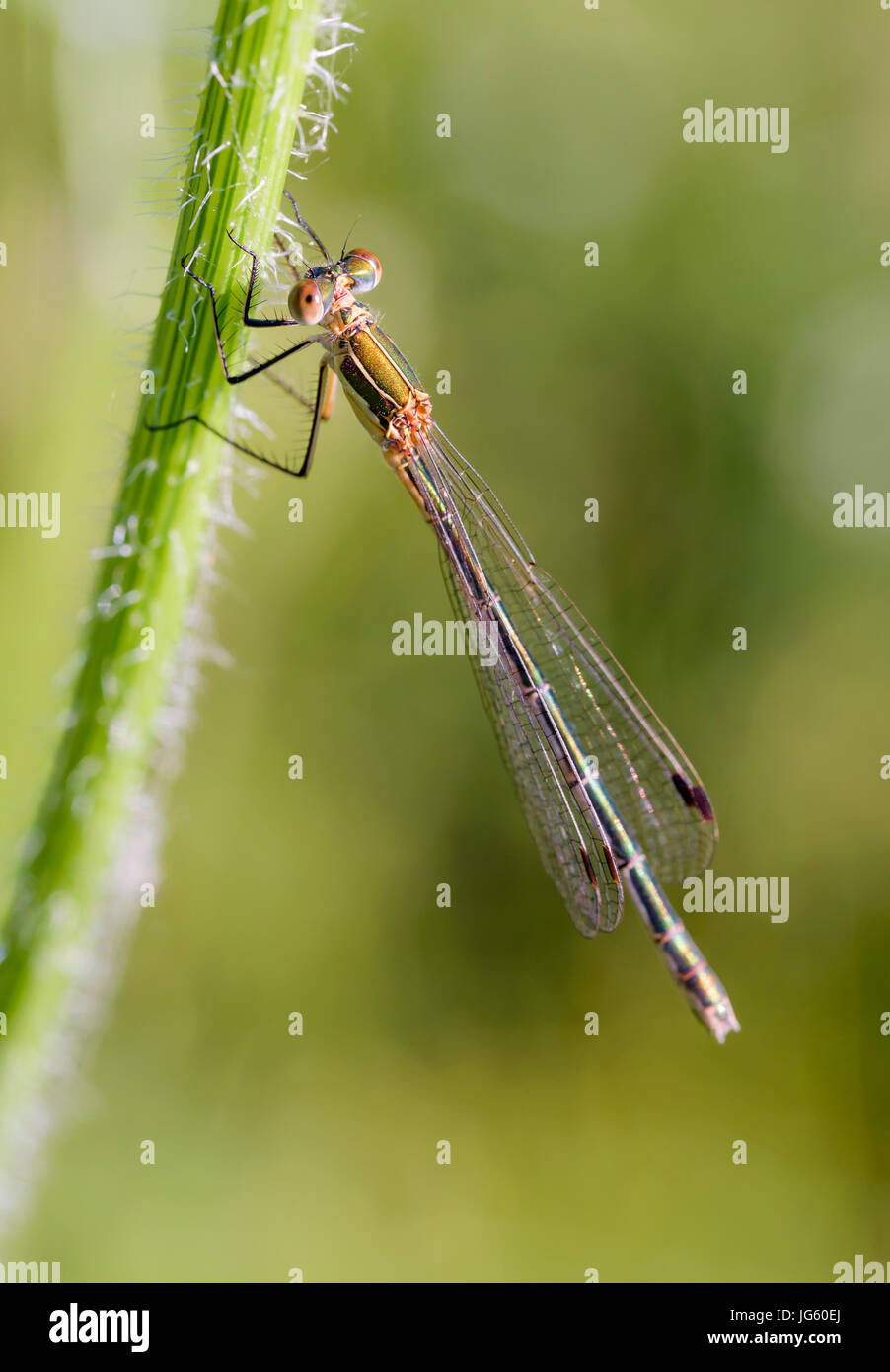 Femmina di un chiamato damselfly Lestes sponsa, noto anche come damselfly smeraldo o spreadwing comune, sullo stelo di una Daucus carota fiore Foto Stock
