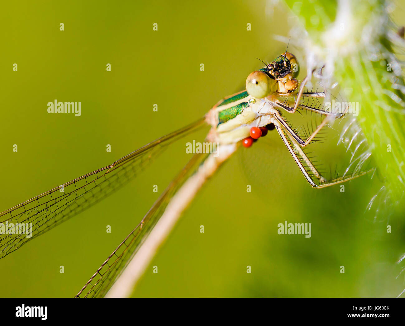 Femmina di Lestes barbarus damselfly, noto anche come sud damselfly smeraldo, timido damselfly smeraldo e spreadwing migranti. Rosso parasit Hydrachnidia Foto Stock