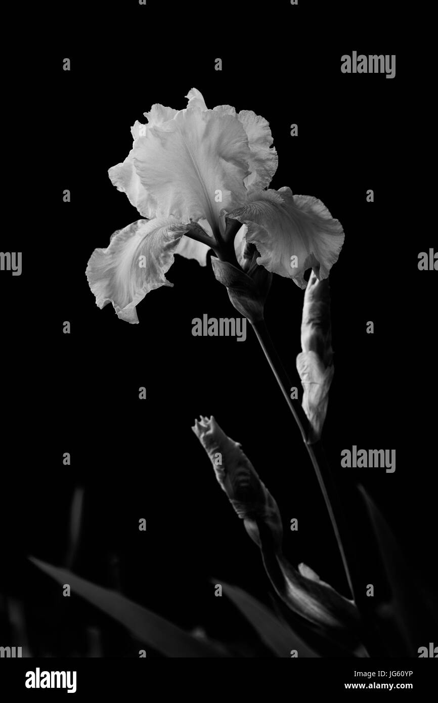 Glorioso bianco Iris barbuto in piena fioritura. Foto Stock