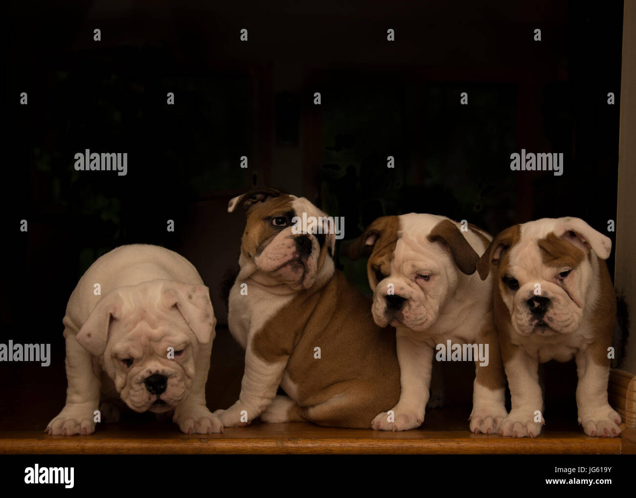 Quattro cuccioli Bulldog Foto Stock