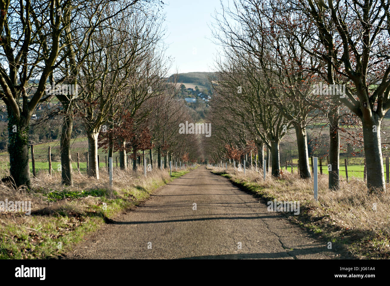 Viale di alberi su una corsia in Kent, Regno Unito Foto Stock