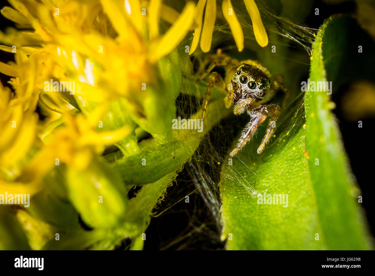 Una jumping spider riposa in esso lair all'interno di un cluster di foglie di fiori selvaggi. Foto Stock