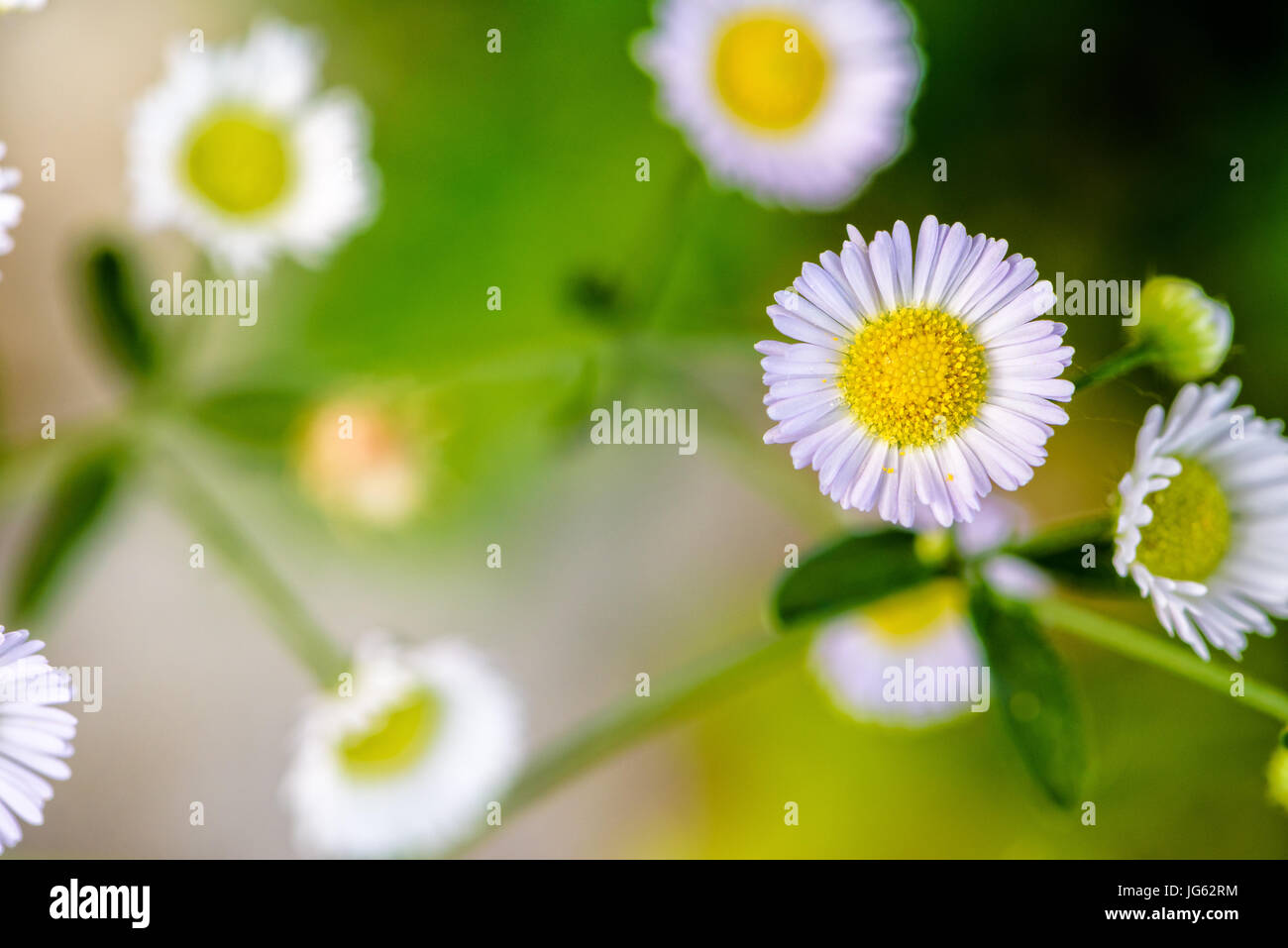 Closeup piccolo e bellissimo fiore con polline di giallo e bianco petalo di Bellis perennis, comune Daisy, Prato Daisy, Woundwort, Bruisewort o inglese Daisy Foto Stock