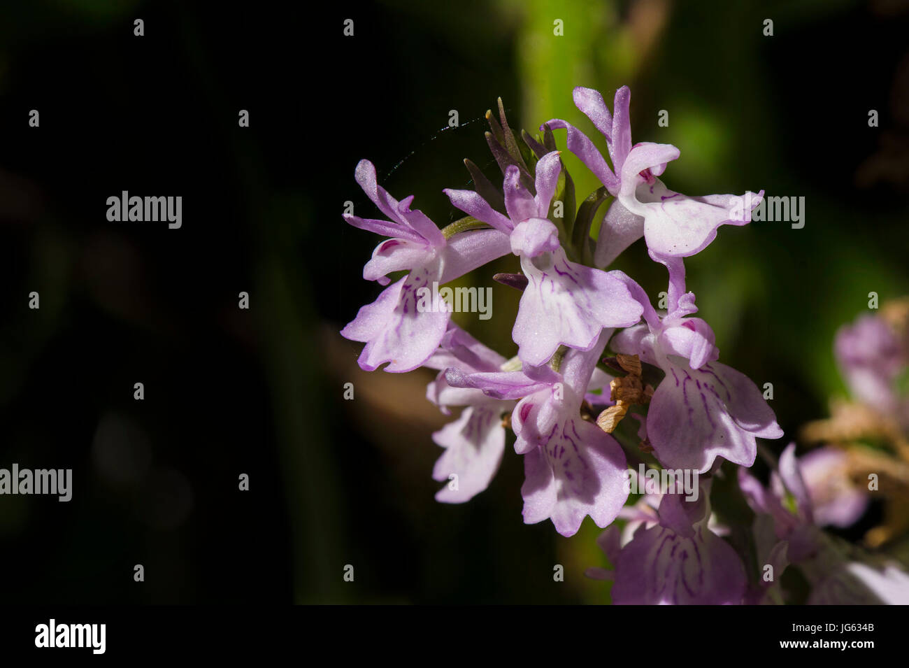 Robusta orchidea paludosa, Dactylorhiza elata, orchidee, andalusia selvaggia, Spagna. Foto Stock