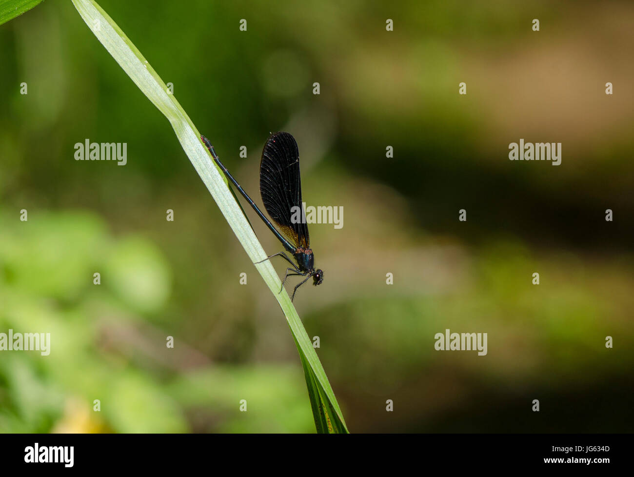 Il rame Demoiselle, dragonfly, Calopteryx haemorrhoidalis, appoggiati lungo un ruscello, Andalusia, Spagna. Foto Stock