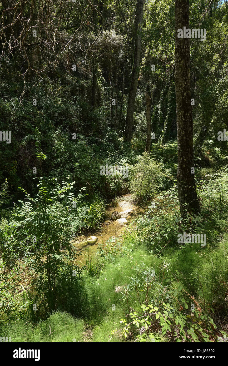 Flusso di piccole dimensioni, ben, acqua, nella foresta verde, alberi rigogliosi. Arroyo de la Ventilla, Arriate, Andalusia, Spagna. Foto Stock
