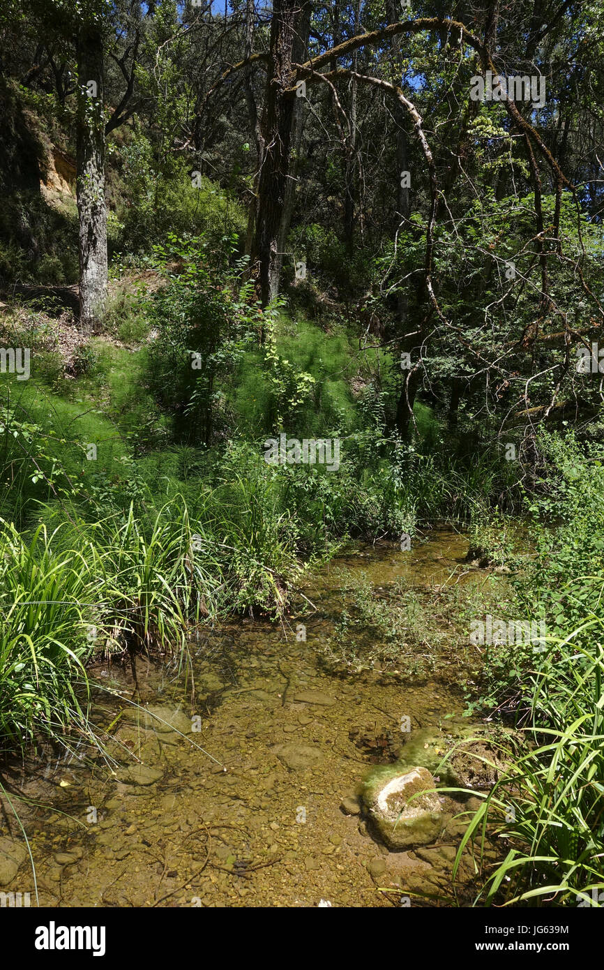 Flusso di piccole dimensioni, ben, acqua, nella foresta verde, alberi rigogliosi. Arroyo de la Ventilla, Arriate, Andalusia, Spagna. Foto Stock