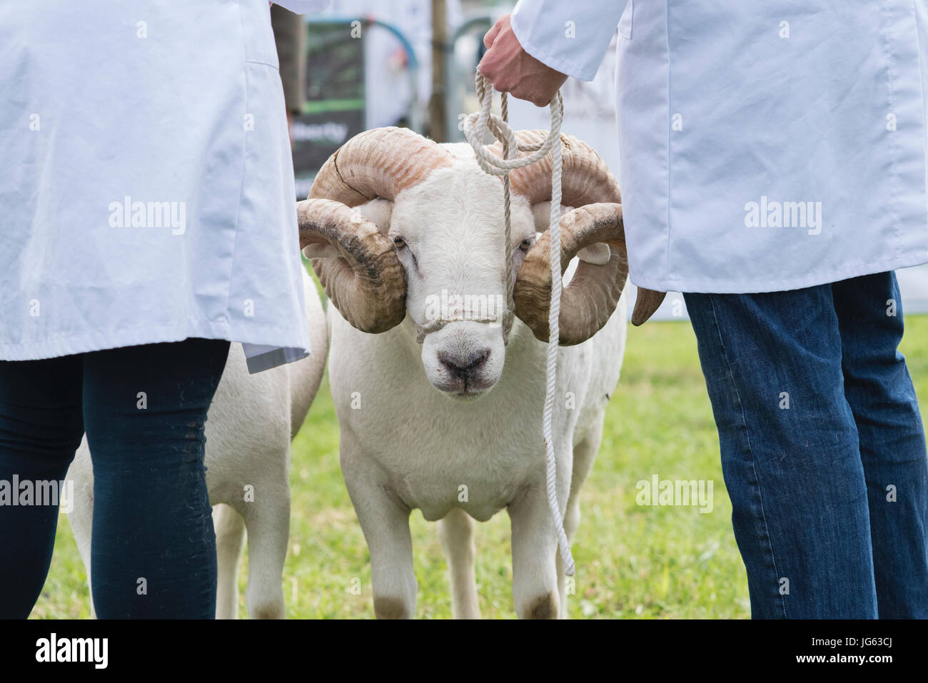 Ovis aries. Wiltshire cornuto ram / pecore a Hanbury paese mostrano, Worcestershire. Regno Unito Foto Stock