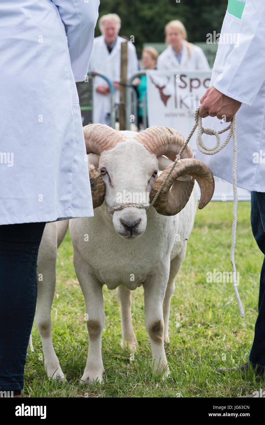 Ovis aries. Wiltshire cornuto ram / pecore a Hanbury paese mostrano, Worcestershire. Regno Unito Foto Stock