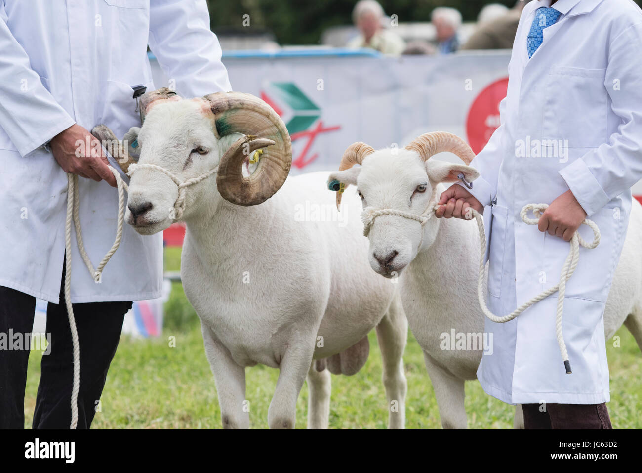 Ovis aries. Wiltshire cornuto ram / pecore a Hanbury paese mostrano, Worcestershire. Regno Unito Foto Stock