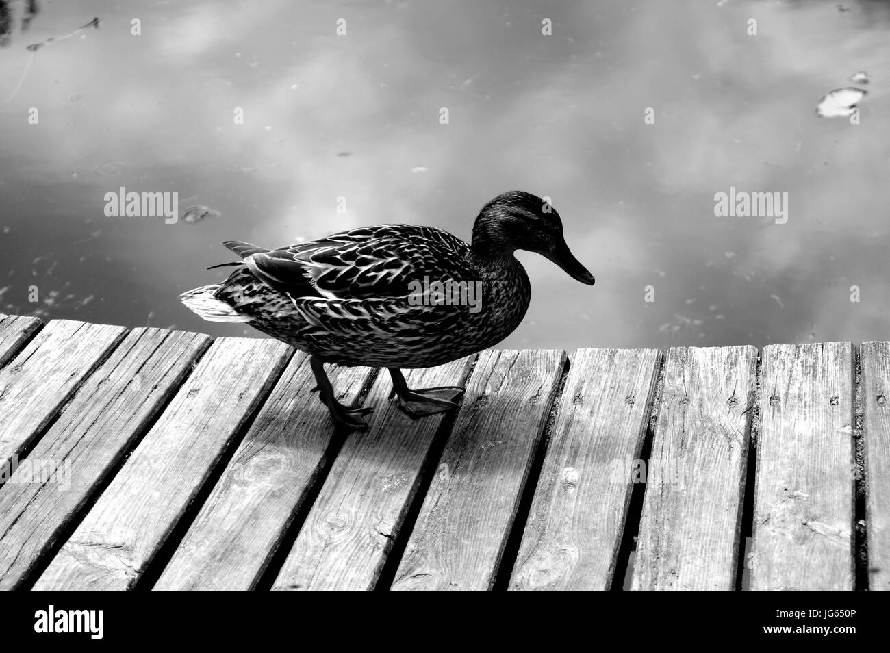 Anatre, anatra, anatre selvatiche, selvatici, Uccelli Foto Stock