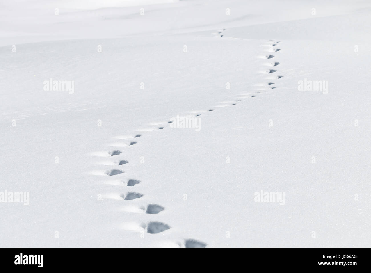 Le tracce degli animali sono lasciati nella neve in Routt National Forest, Colorado. Foto Stock
