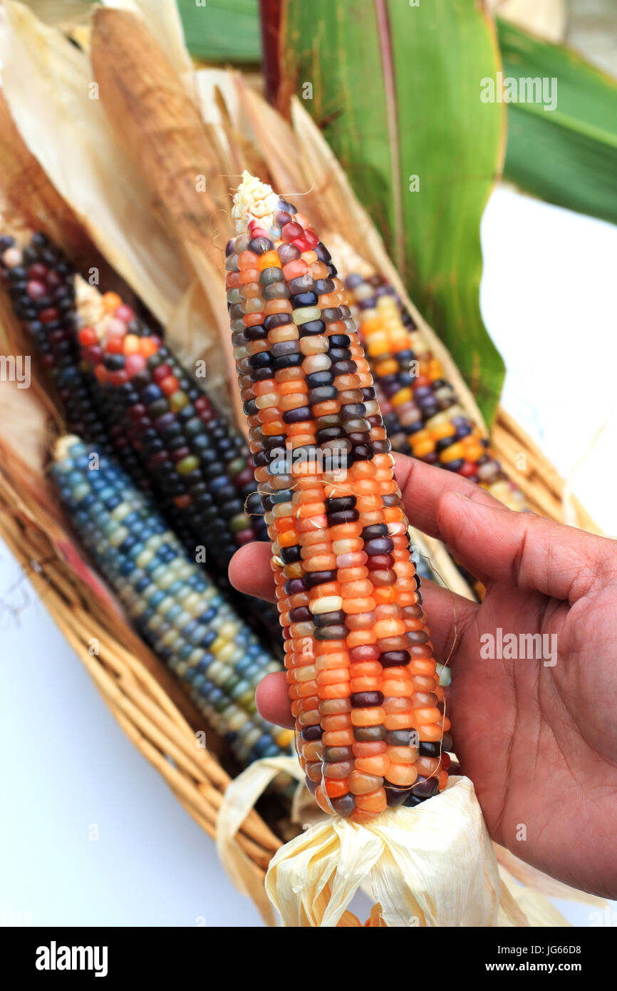 Chiusura del vetro mais Gem Foto Stock