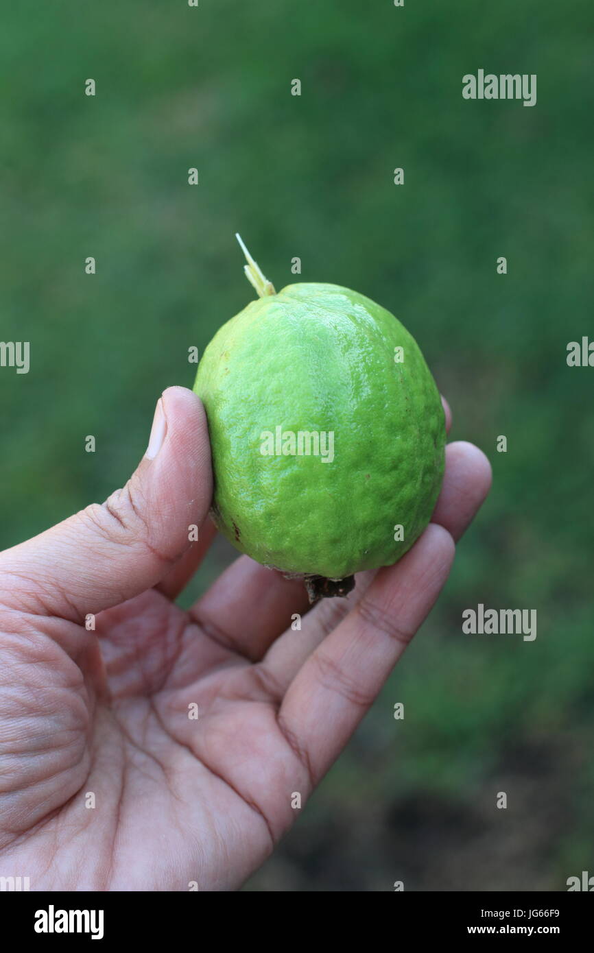 Close up cresciuto in casa Psidium guajava Foto Stock