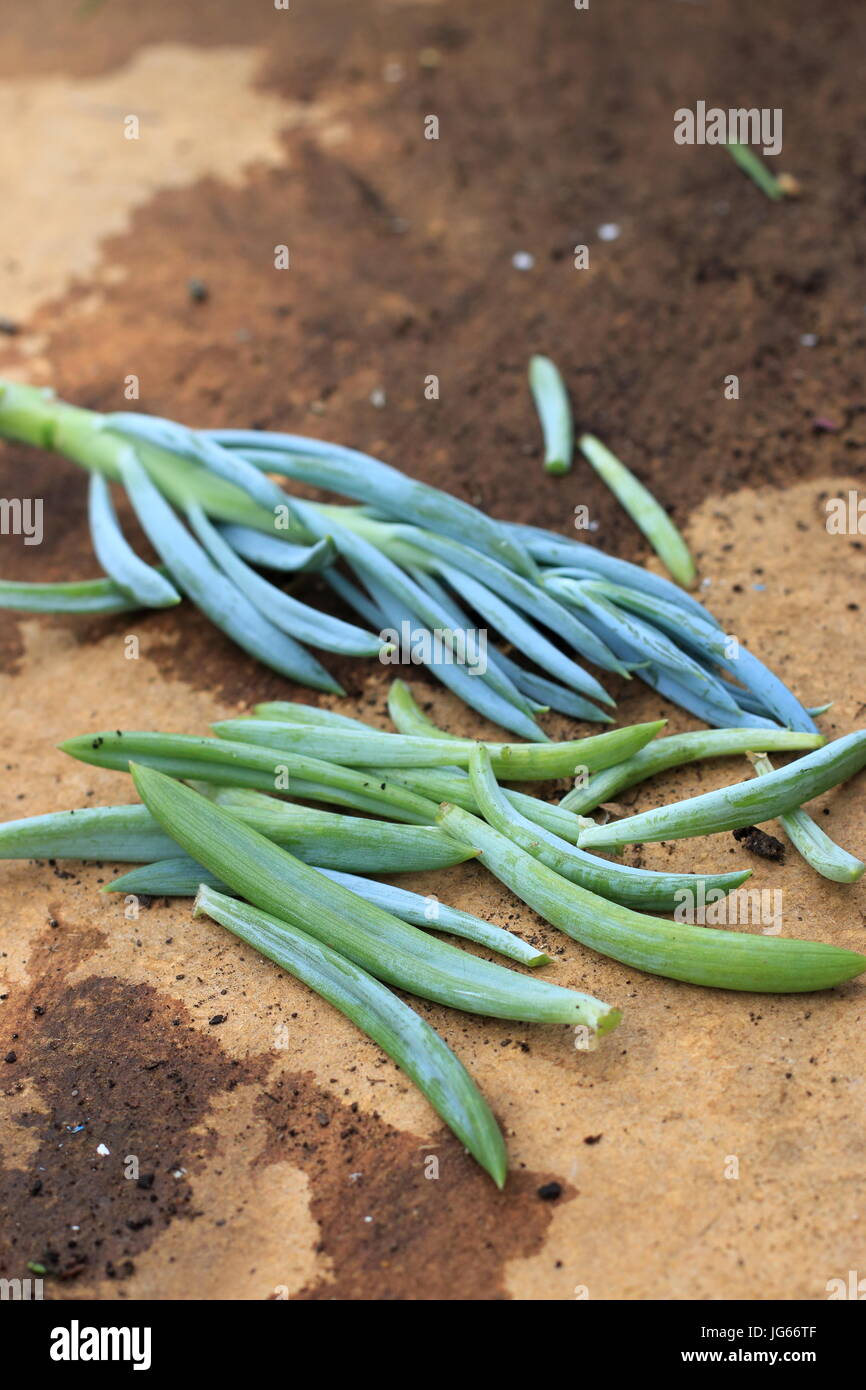 Blue Chalk bastoni o succulenti note come Senecio Mandraliscae, blu dito succulenta Foto Stock