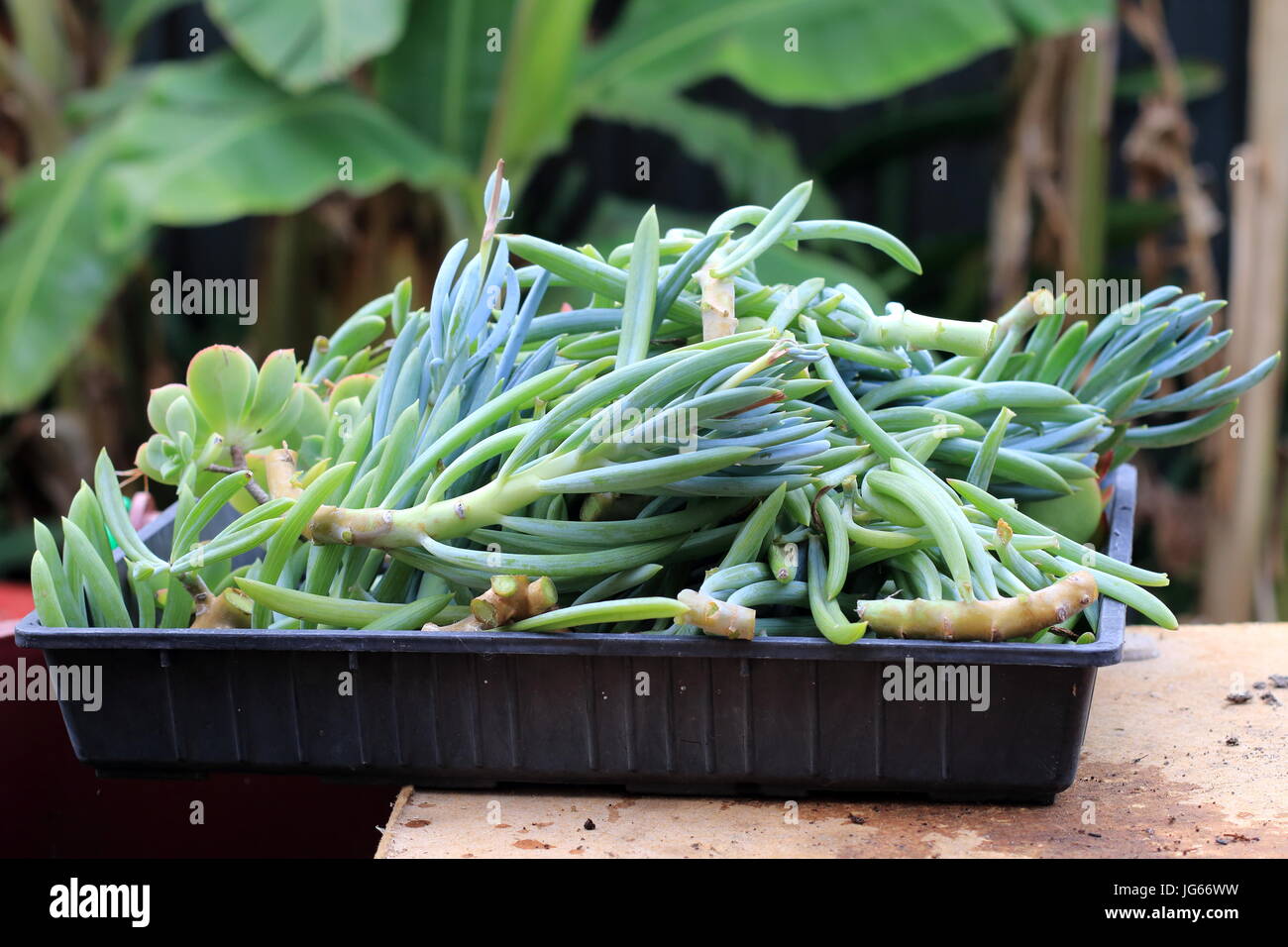 Blue Chalk bastoni o succulenti note come Senecio Mandraliscae, blu dito succulenta Foto Stock