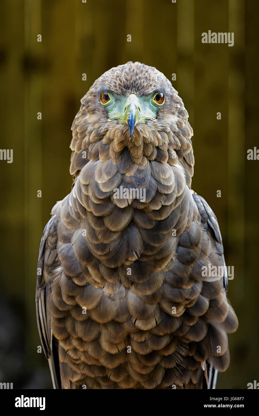 Femmina Bateleur Eagle Foto Stock