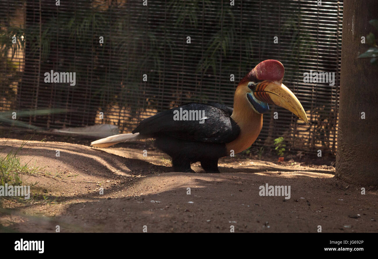 Pomello hornbill bird Rhyticeros cassidix si trova in Indonesia Foto Stock