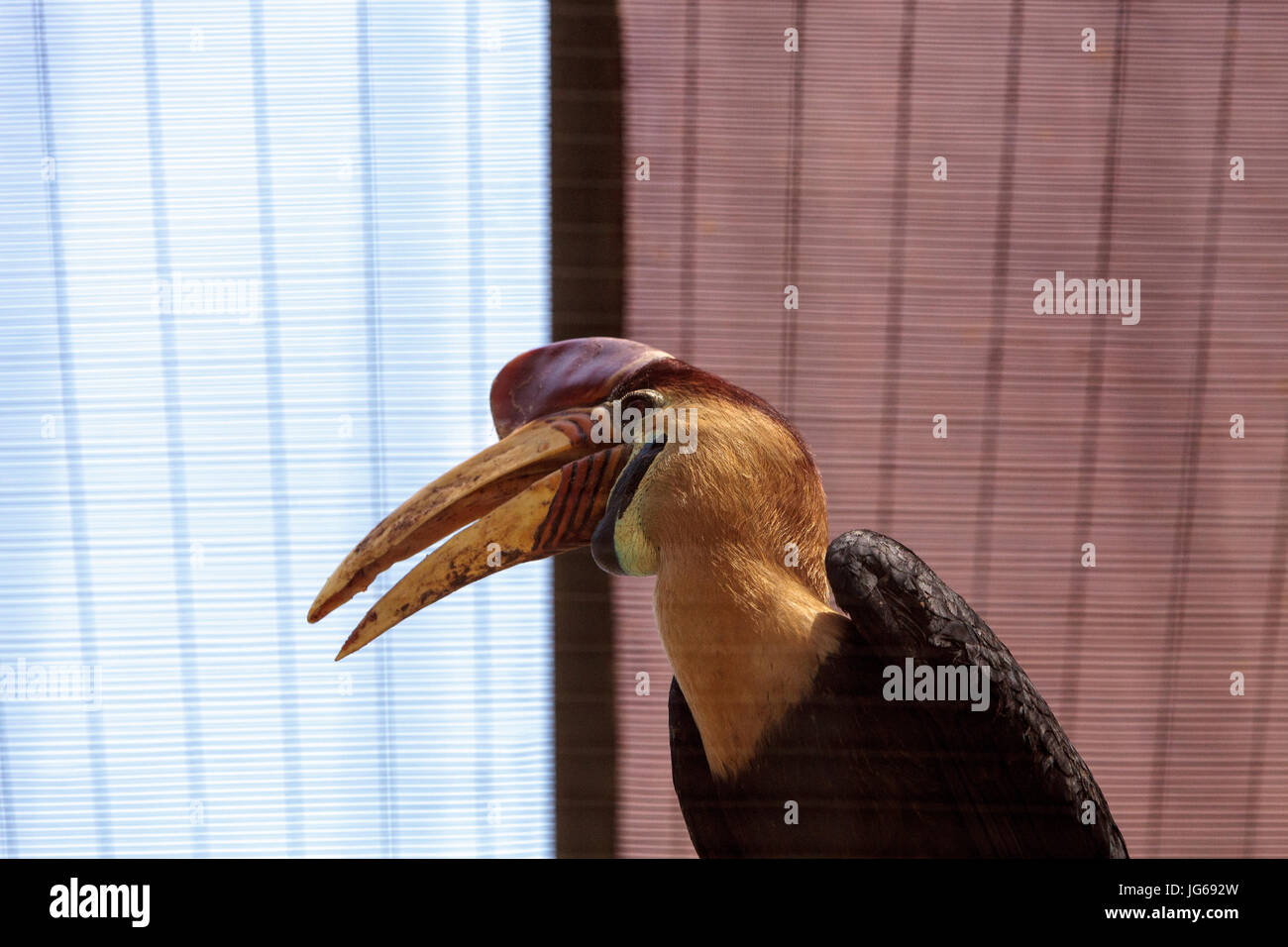 Pomello hornbill bird Rhyticeros cassidix si trova in Indonesia Foto Stock