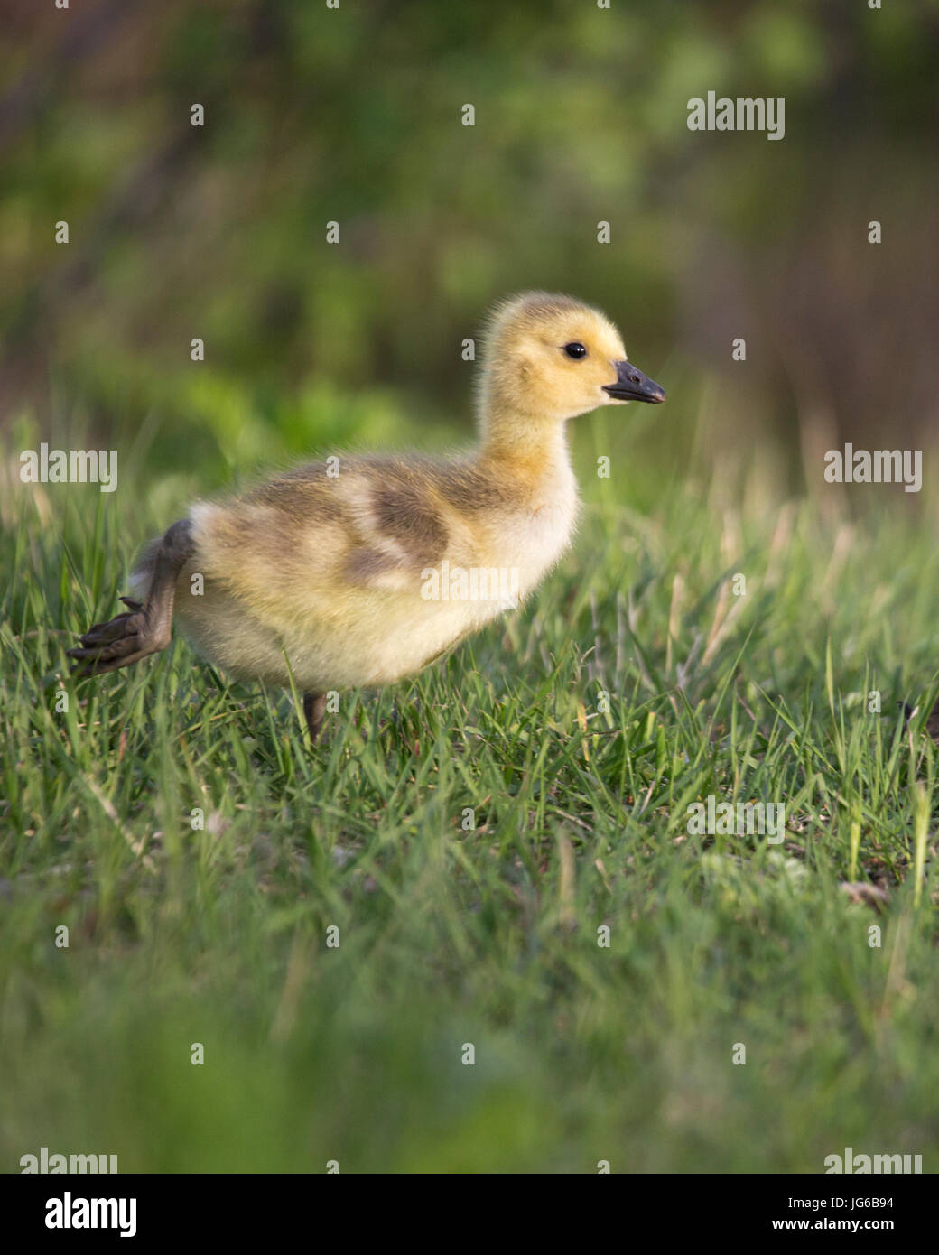 Oche del Canada (Branta canadensis) gosling in esecuzione Foto Stock