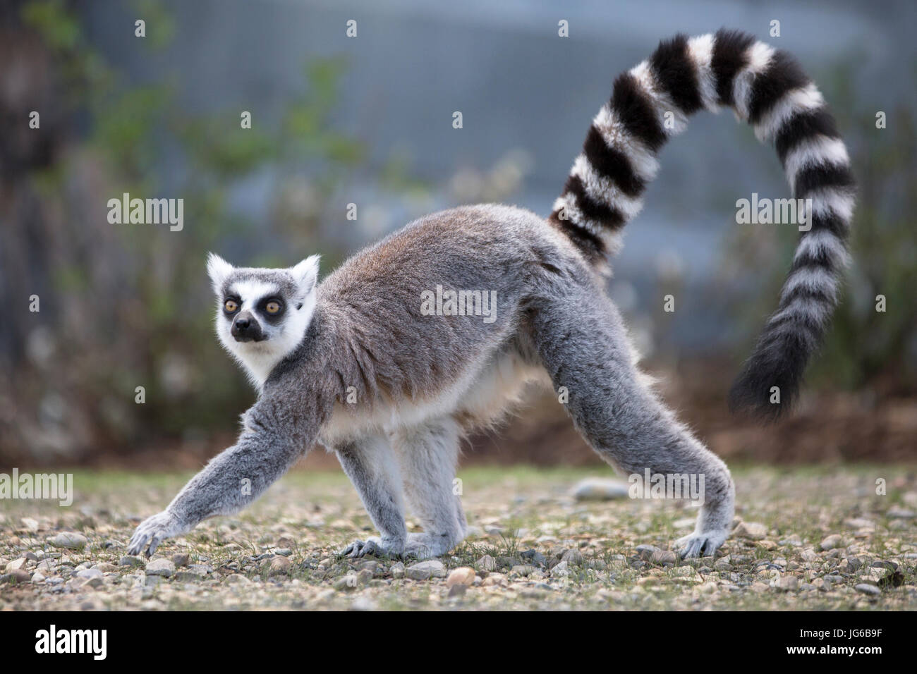 Anello-tailed lemur (Lemur catta) Passeggiate Foto Stock