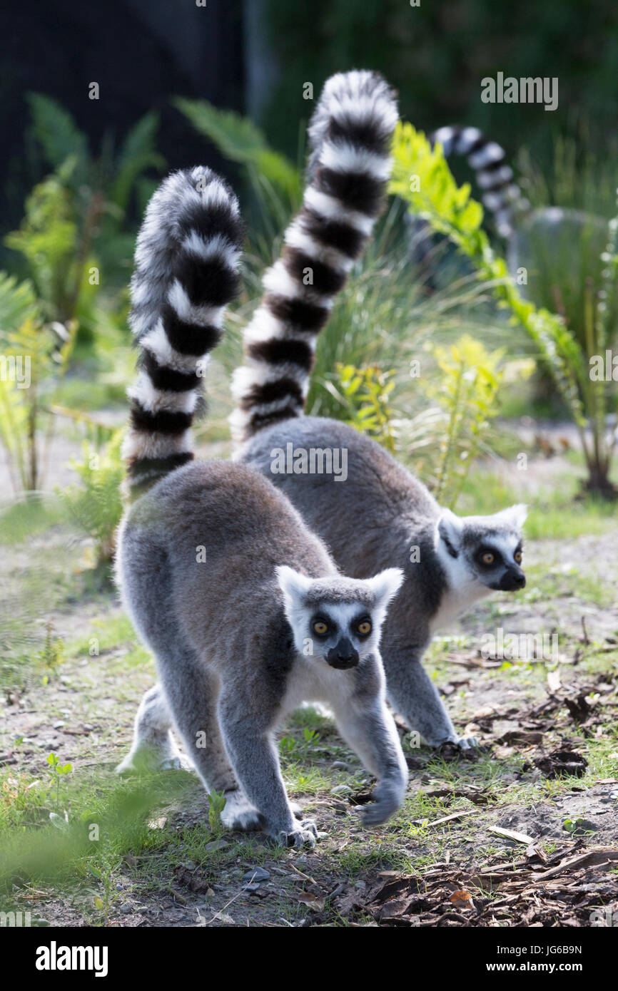 Anello-tailed lemuri (Lemur catta) Foto Stock