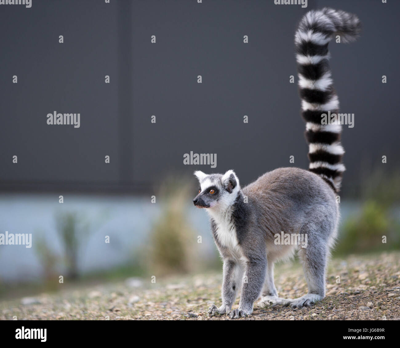 Lemur con coda ad anello (Lemur catta) in Terra dei lemuri, un'esperienza coinvolgente con i lemuri allo zoo di Calgary Foto Stock