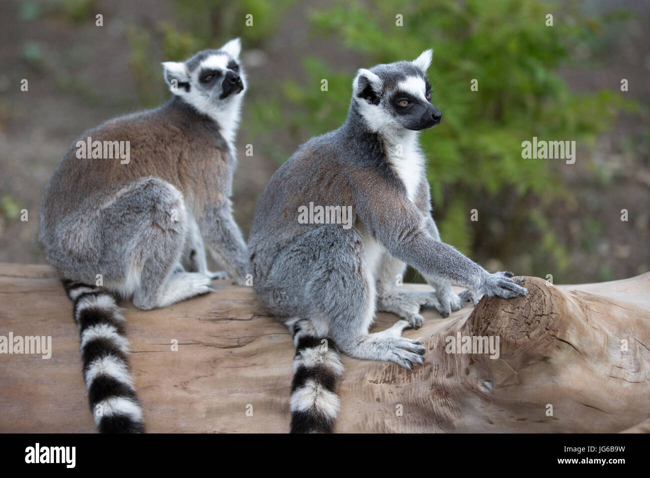 Lemuri con coda ad anello (Lemur catta) in Terra dei lemuri, un'esperienza coinvolgente con i lemuri allo zoo di Calgary Foto Stock