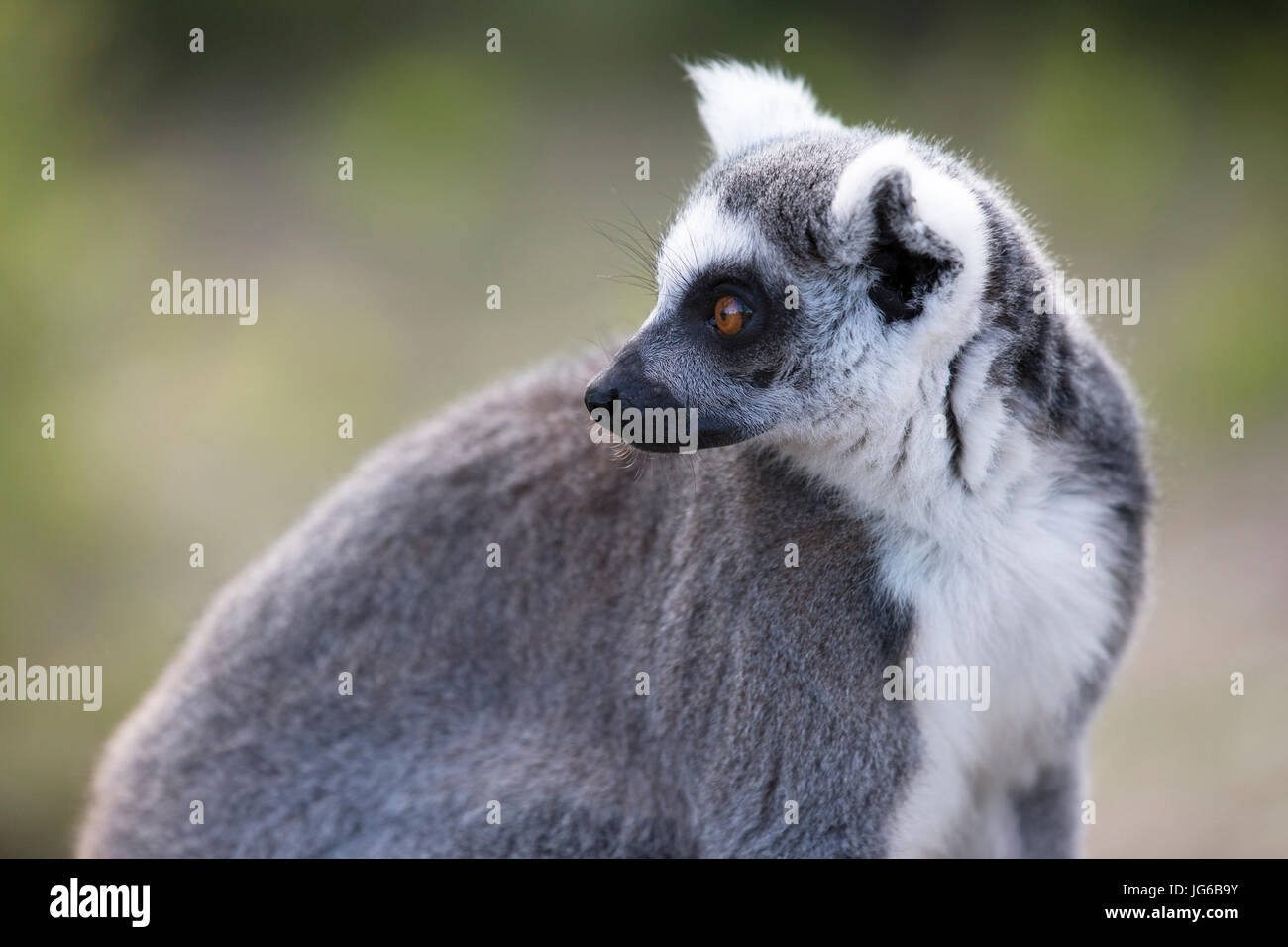 Lemur con coda ad anello (Lemur catta) che guarda indietro Foto Stock