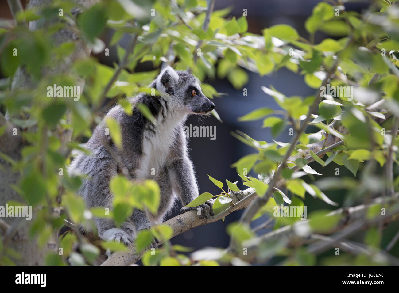 Anello-tailed lemur (Lemur catta) nella struttura ad albero Foto Stock