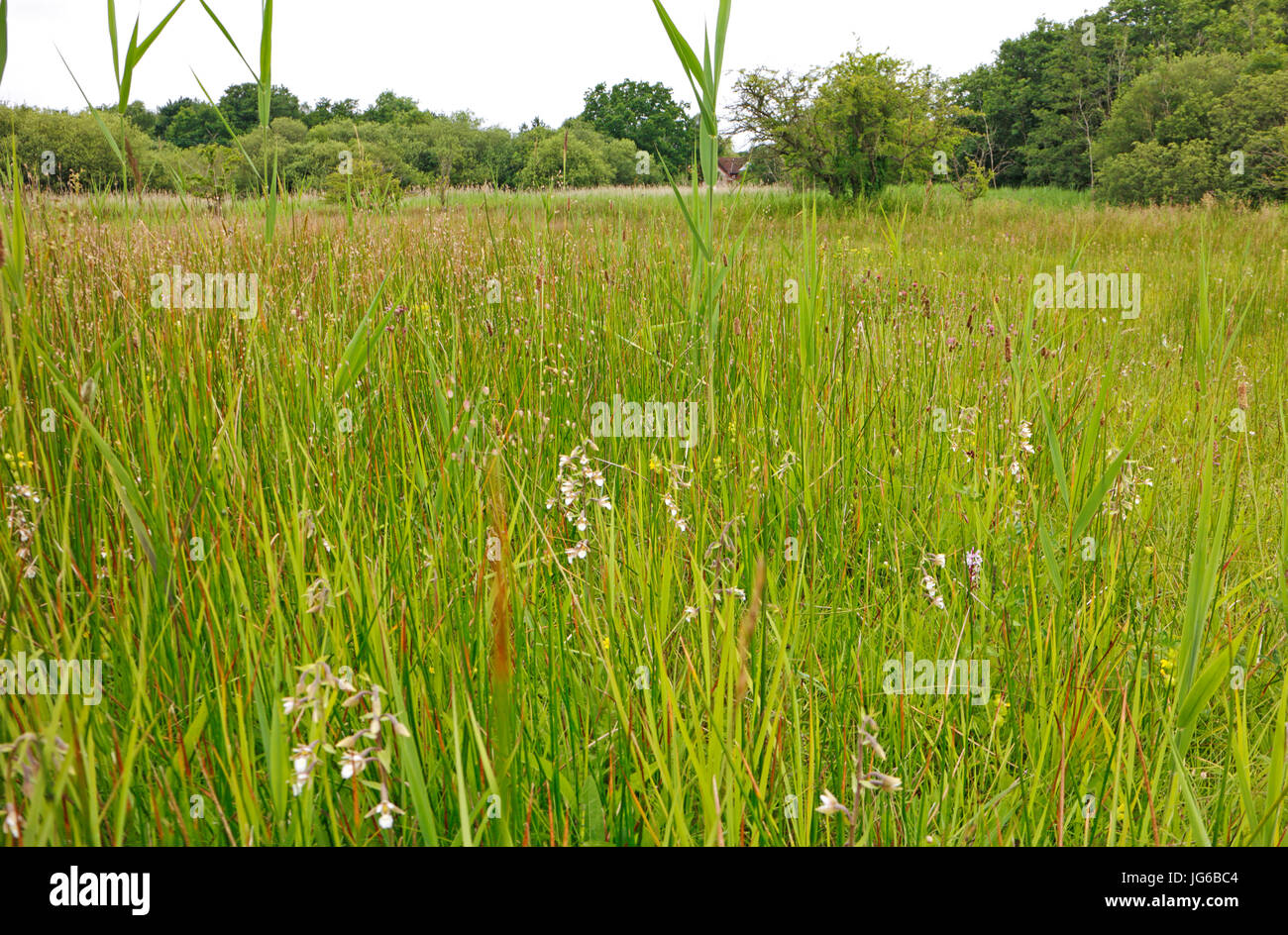 Una vista di southrepps comune con marsh helleborines tra le erbe a southrepps, Norfolk, Inghilterra, Regno Unito. Foto Stock