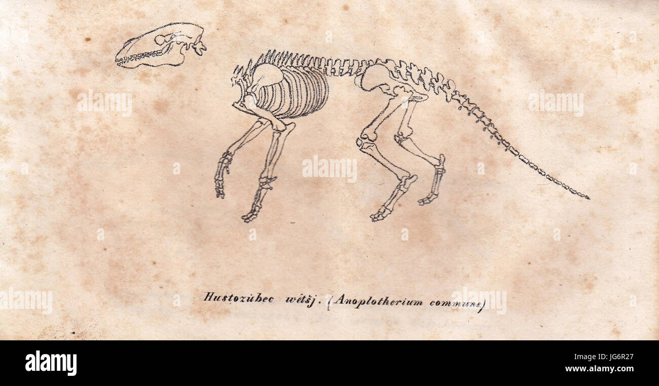 Rozprawa o přewratech kůry zemnj, Anoplotherium Foto Stock