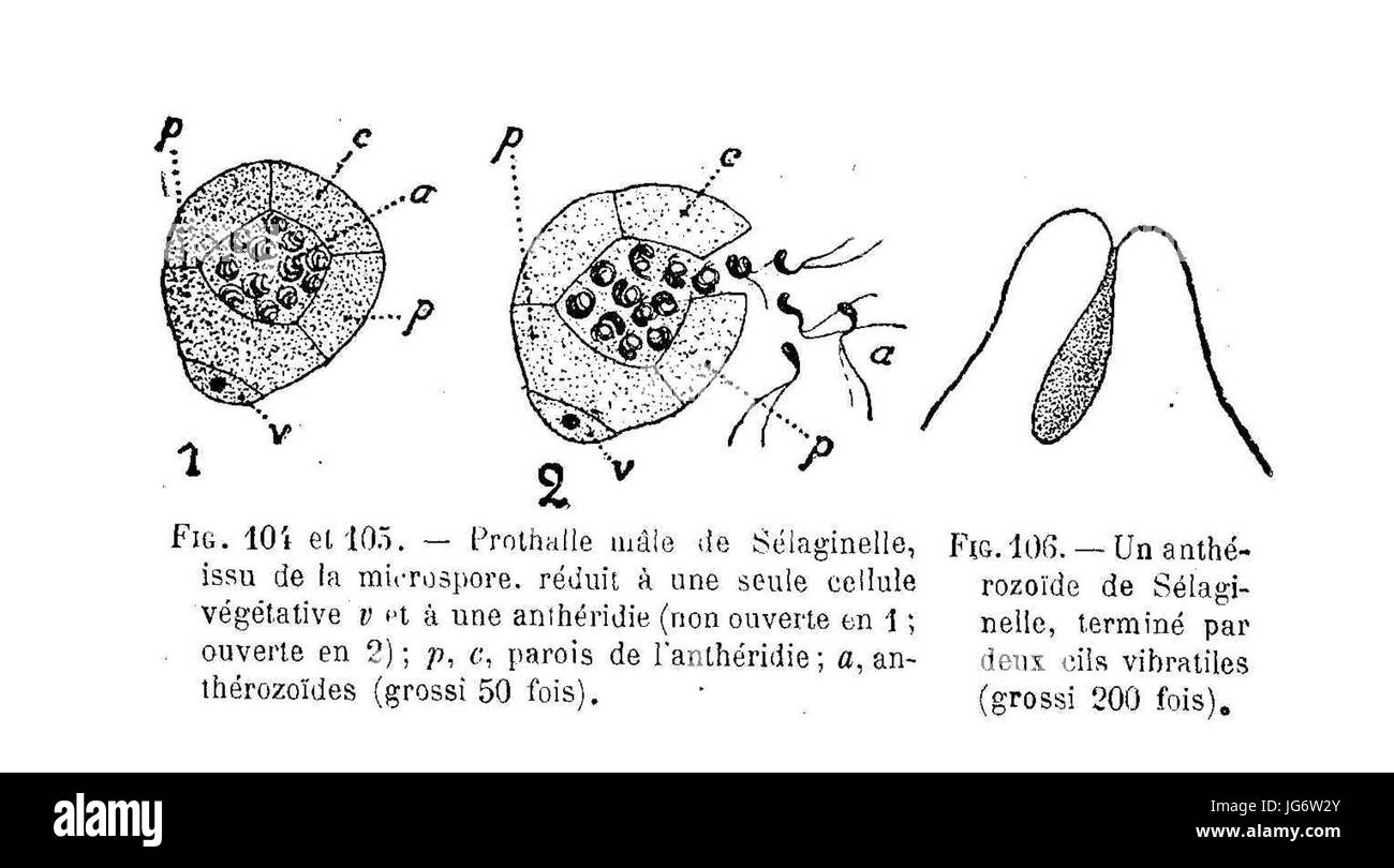 Sélaginelle - prothalle mâle & anthérozoïde Foto Stock