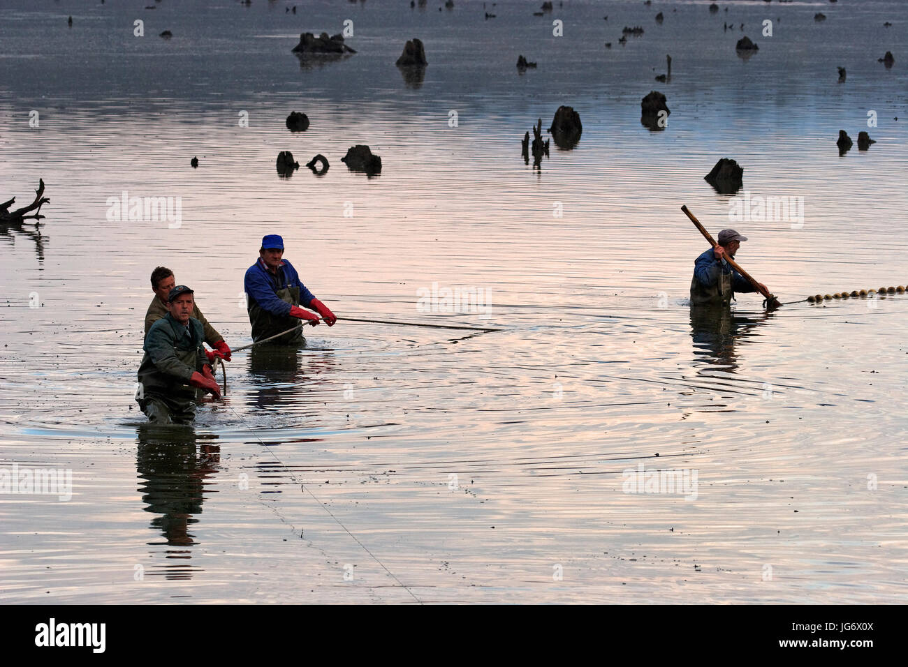 Raccolto di pesce a Crna Mlaka Foto Stock