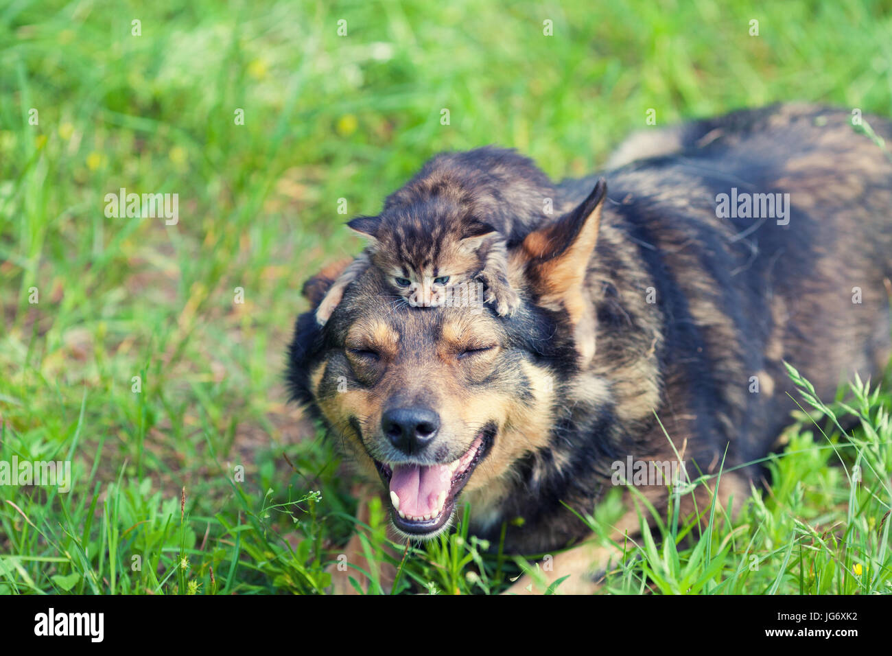 Piccolo gattino sdraiato su una testa di cane. Cane sdraiati su un prato in un giardino estivo Foto Stock