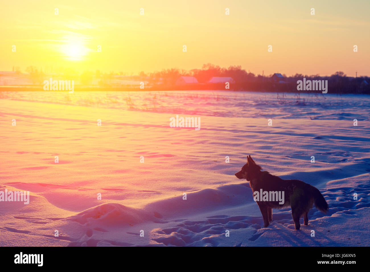 Un cane di passeggiate in un campo nevoso in inverno al tramonto Foto Stock